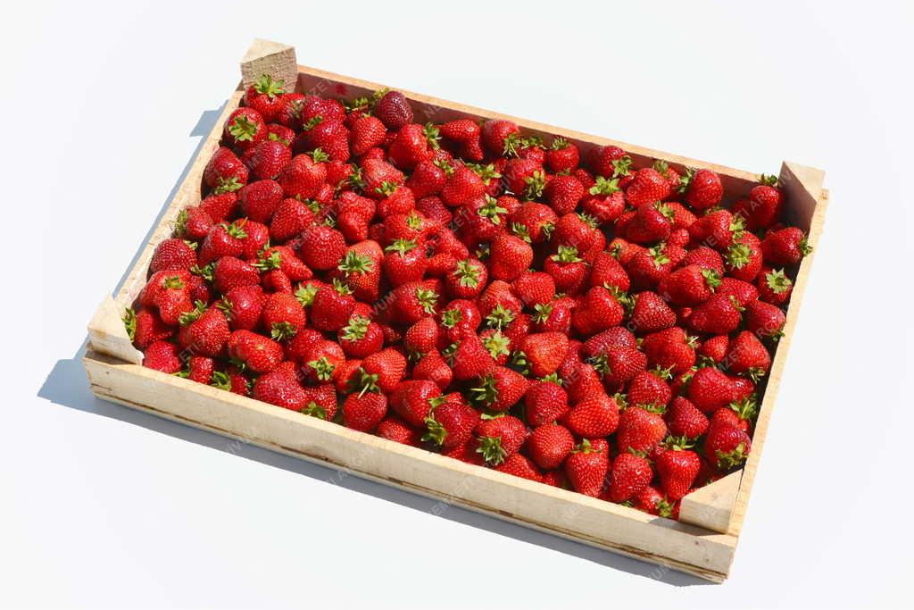 Mezőgazdaság - Vác - Frissen szedett eper