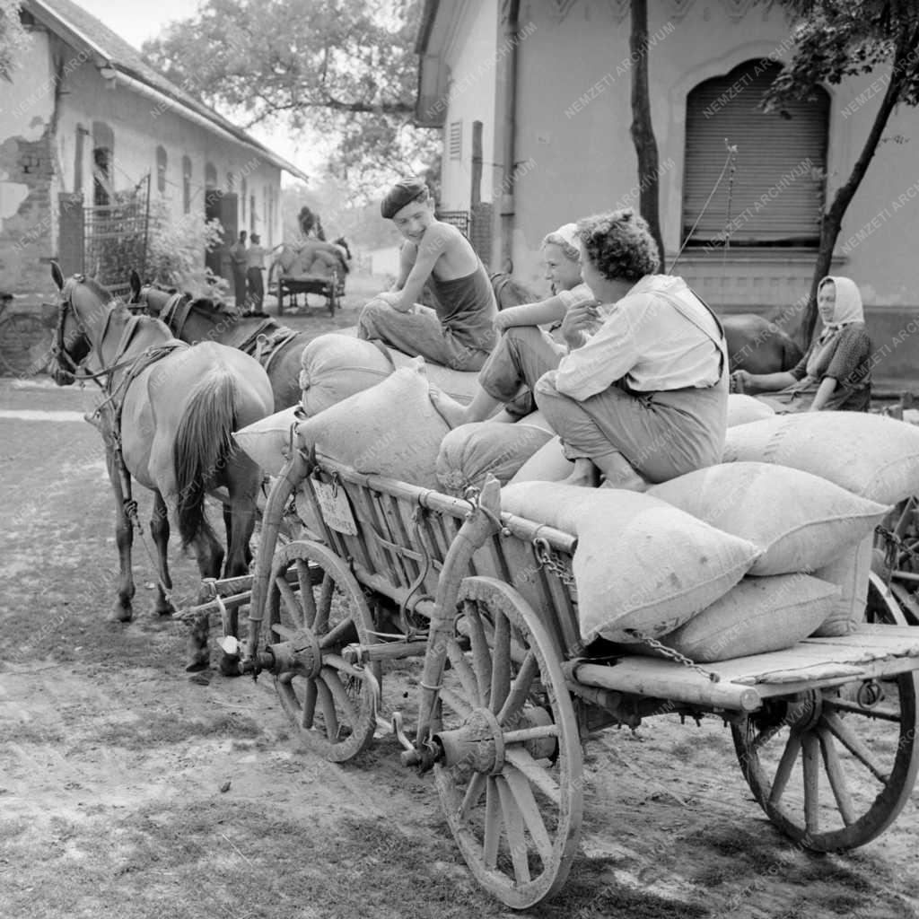 Mezőgazdaság - A fegyverneki Béke termelőszövetkezet
