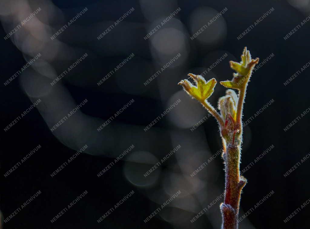 Természet - Tavasz - Rügyezés