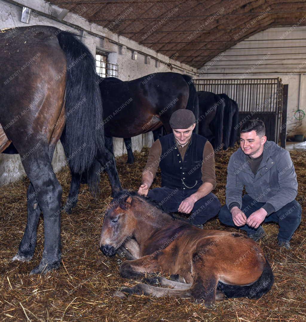 Mezőgazdaság - Állattenyésztés - Nóniusz csikók születnek a mátai ménesnél