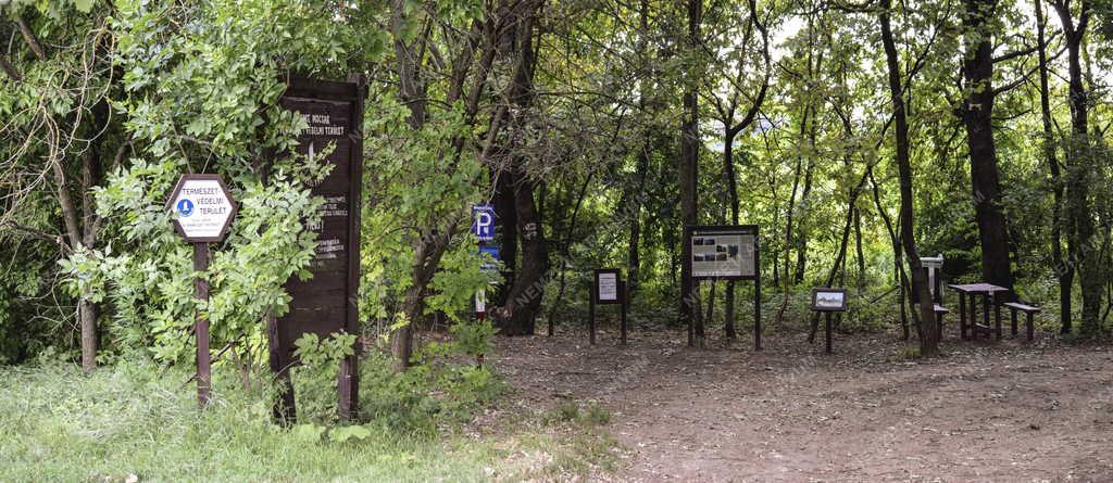 Természet - Budapest - Merzse-mocsár