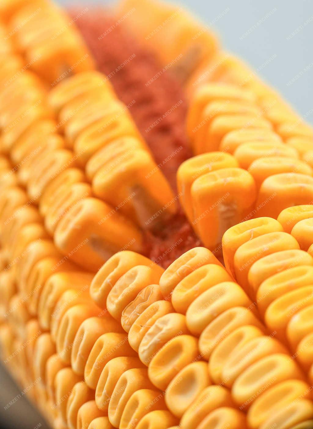 Tárgyfotó - Debrecen - Kukorica termés