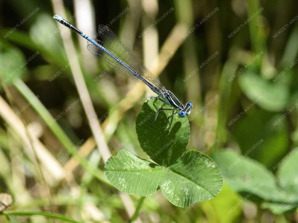 Természet - Budapest - Szitakötő