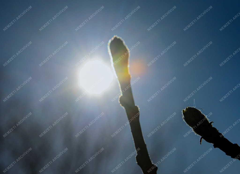 Természet - Tavasz - Rügyezés