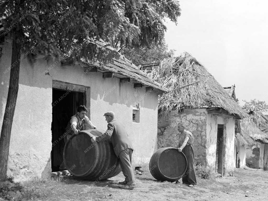 Mezőgazdaság - Szűcsi szőlőtermelő szakcsoport