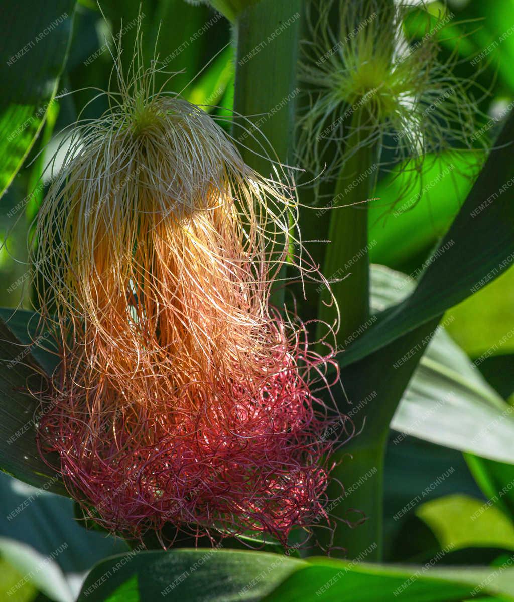 Mezőgazdaság - Balmazújváros - Termőre fordult a kukorica 