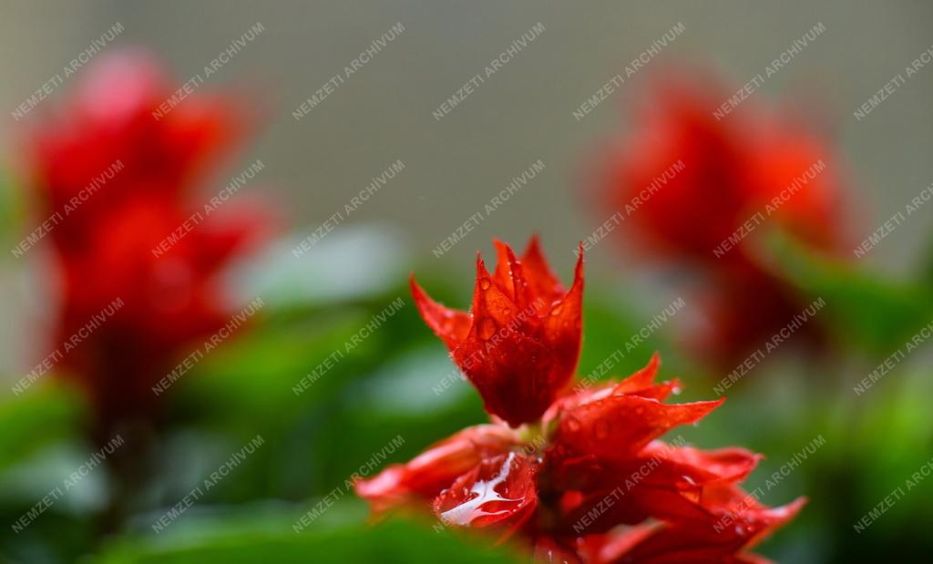 Természet - Kerti virág