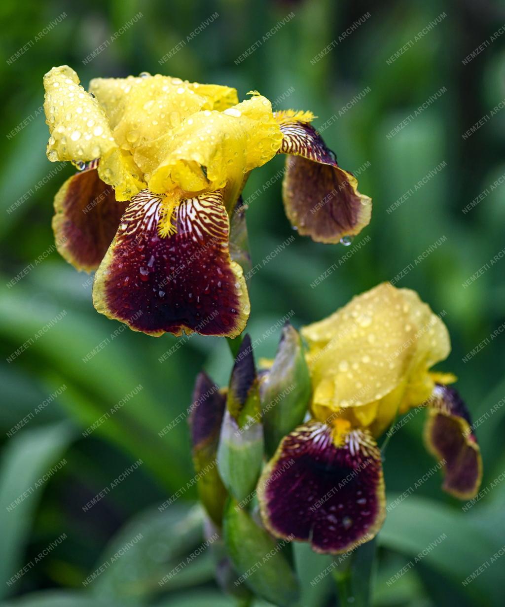 Természet - Kerti virág