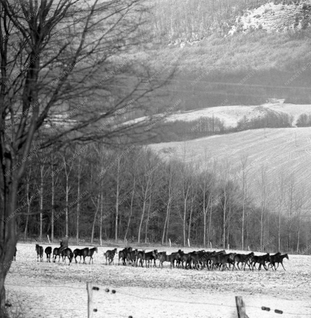 Mezőgazdaság - Galopplovakat tenyésztenek a Bakony fennsíkon