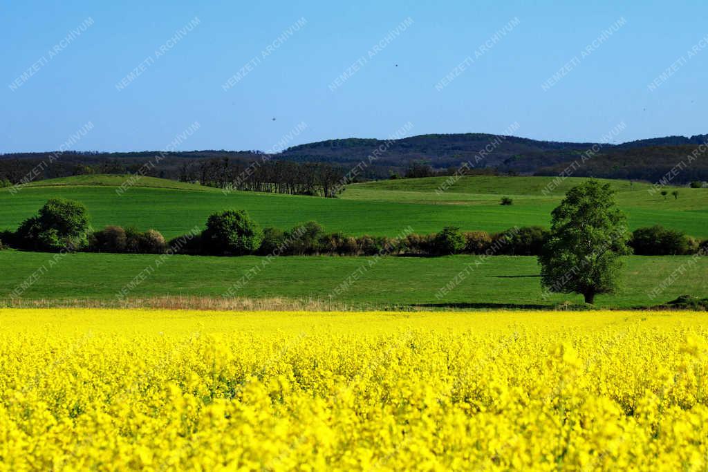 Természet - Ganna - Repceföld