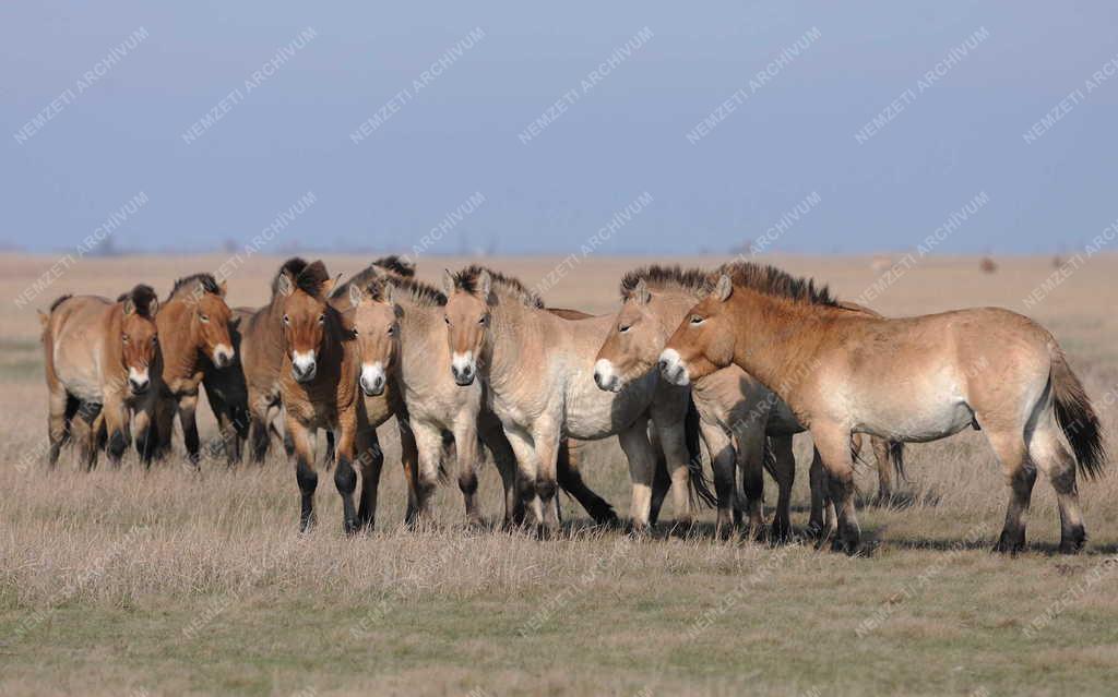 Állattenyésztés - Przewalski-lovak a Hortobágyi Nemzeti Parkban
