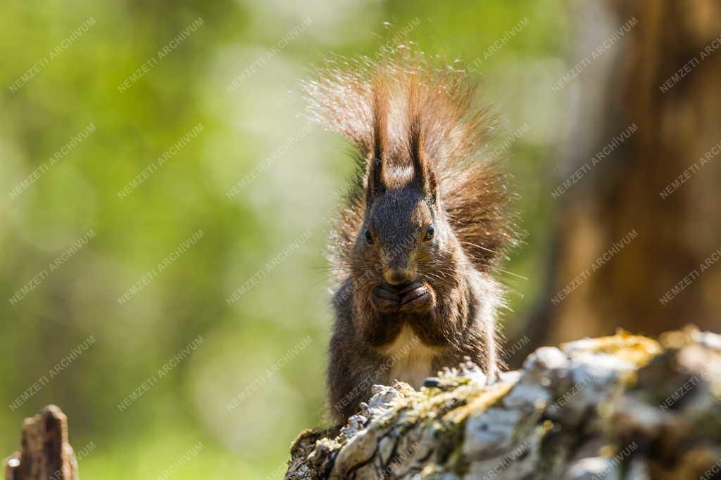 Természet - Erdei mókus Tőserdőn