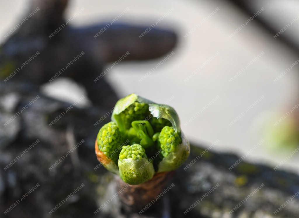 Természet - Debrecen - Tavaszi rügyfakadás