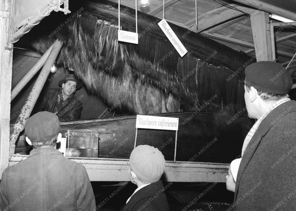 Érdekesség - Góliáth, az óriásbálna Budapesten