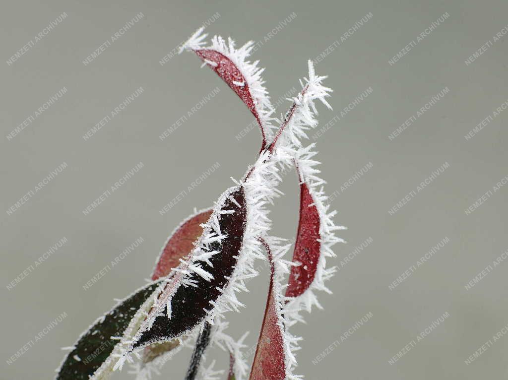 Természet - Debrecen - Zúzmarás növények