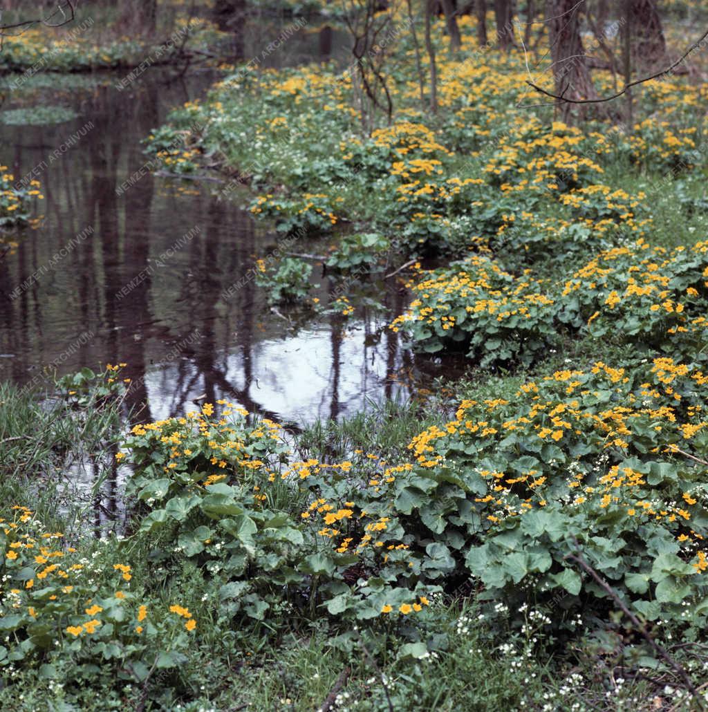 Természet - Szalajka-völgy - Gólyahír