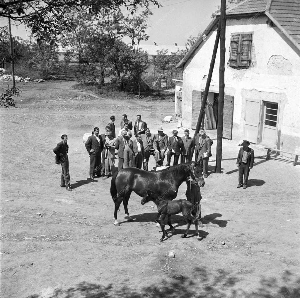Mezőgazdaság - Állattenyésztés - Herceghalom