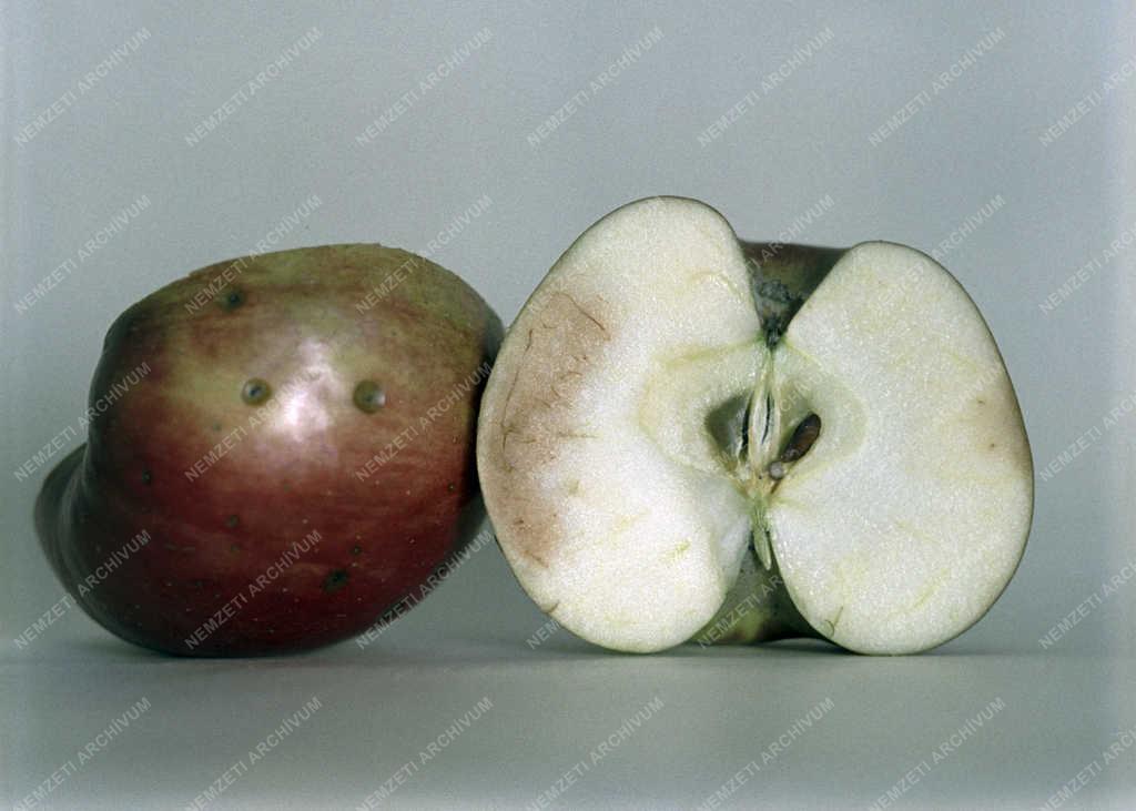 Mezőgazdaság - Almabetegség