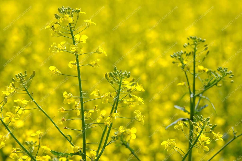 Mezőgazdaság - Hajdúszovát - Virágzik a repce 