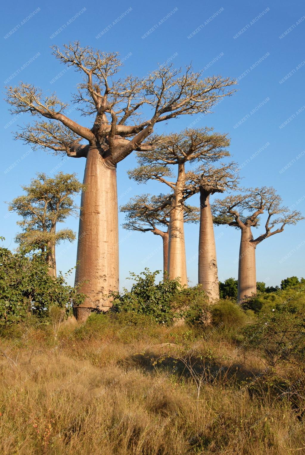 Madagaszkár - Morondava - Majomkenyérfa