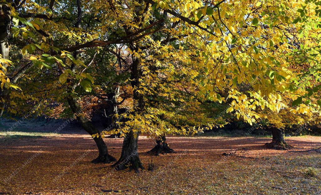 Természet - Zsobok - Ősz a határban