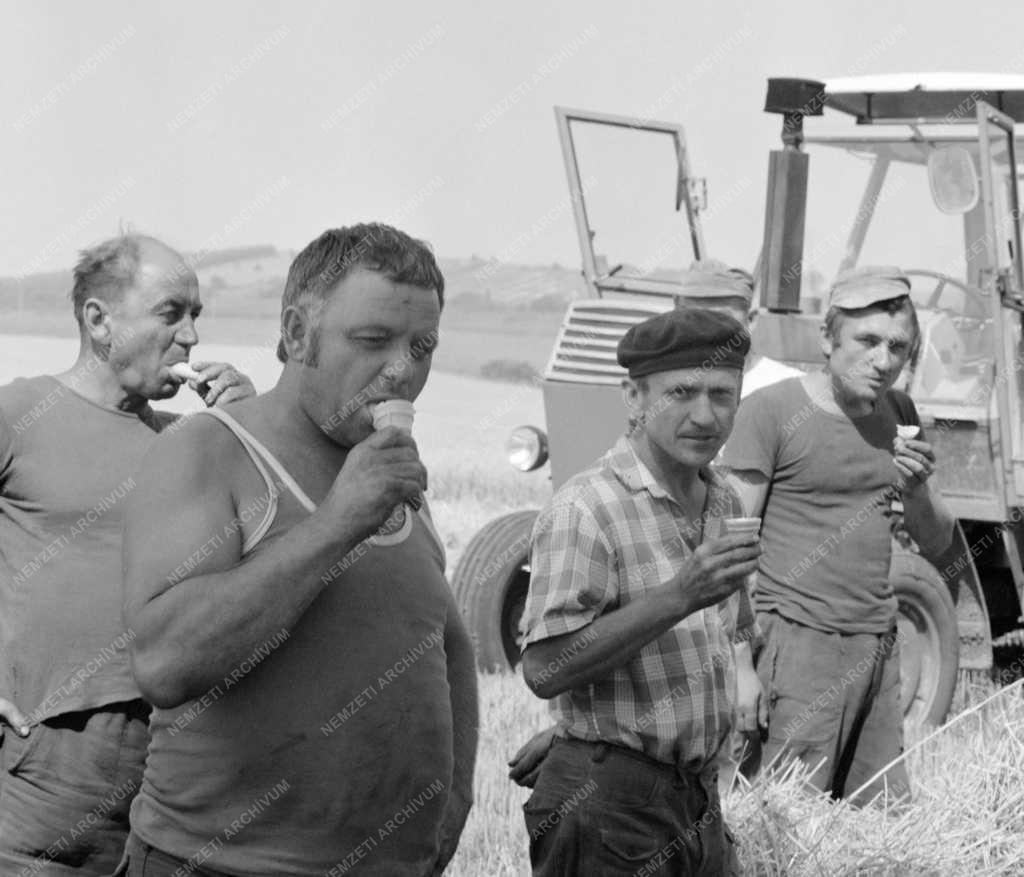 Mezőgazdaság - Életkép - Ebédelnek az aratók