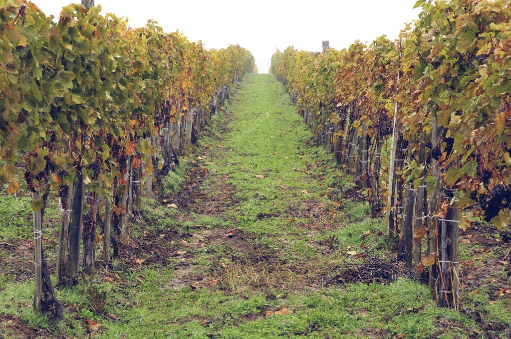 Mezőgazdaság - Bodrogkisfalud - Szőlőültetvény