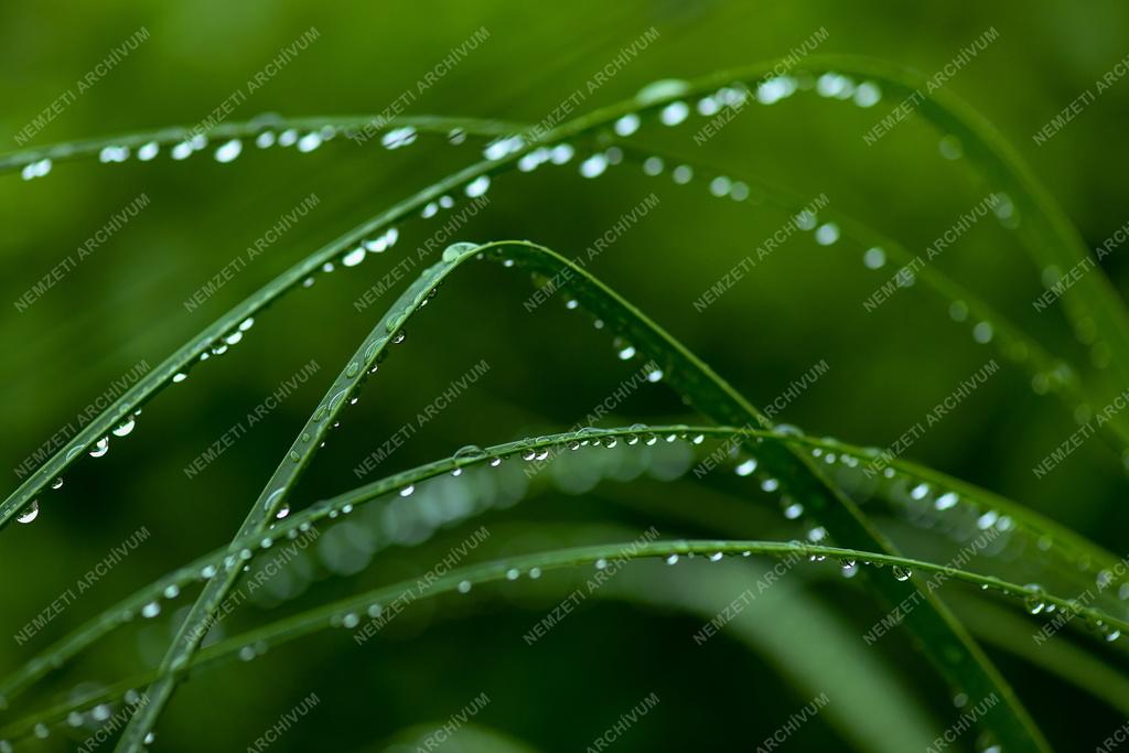 Természet - Időjárás - Esőcseppek gyöngysora a növényen