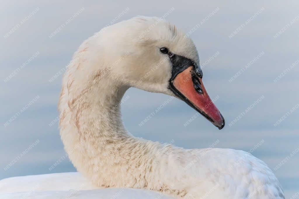 Természet - Budapest - Bütykös hattyú