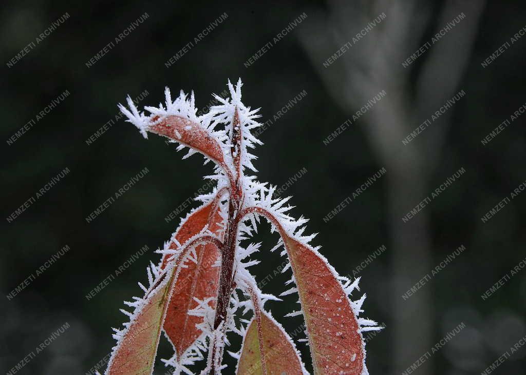 Természet - Debrecen - Zúzmarás növények