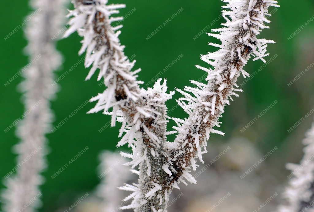 Természet - Debrecen - Zúzmarás növények