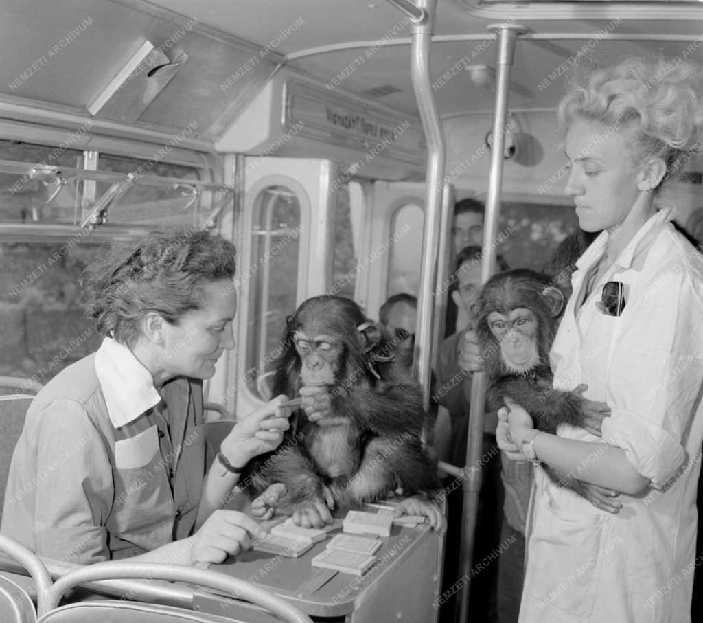 Állatvilág - Új majmok a fővárosi állatkertben