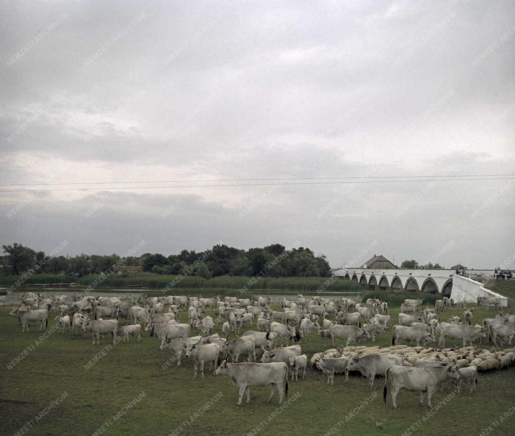 Tájkép - Hortobágy