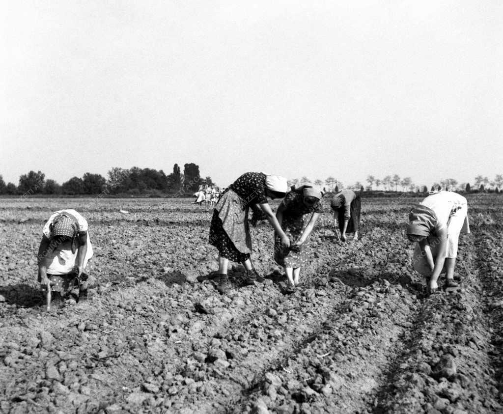Mezőgazdaság - ültetik a paprika palántákat     