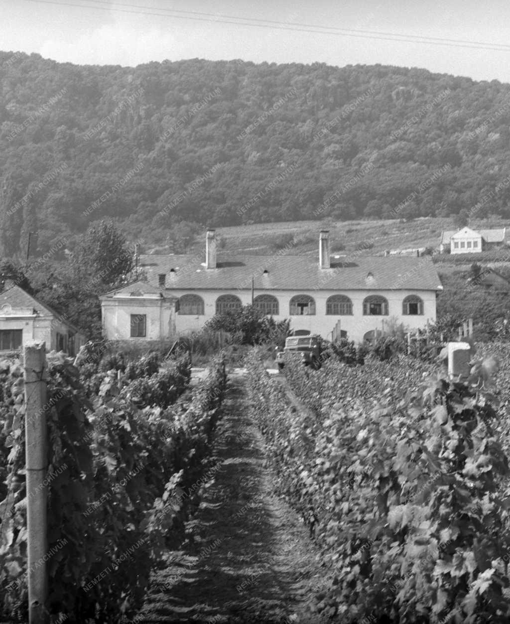 Tájkép - Balaton-felvidéki képek