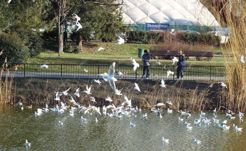 Életkép - Budapest - Sirályetetés a Feneketlen-tónál