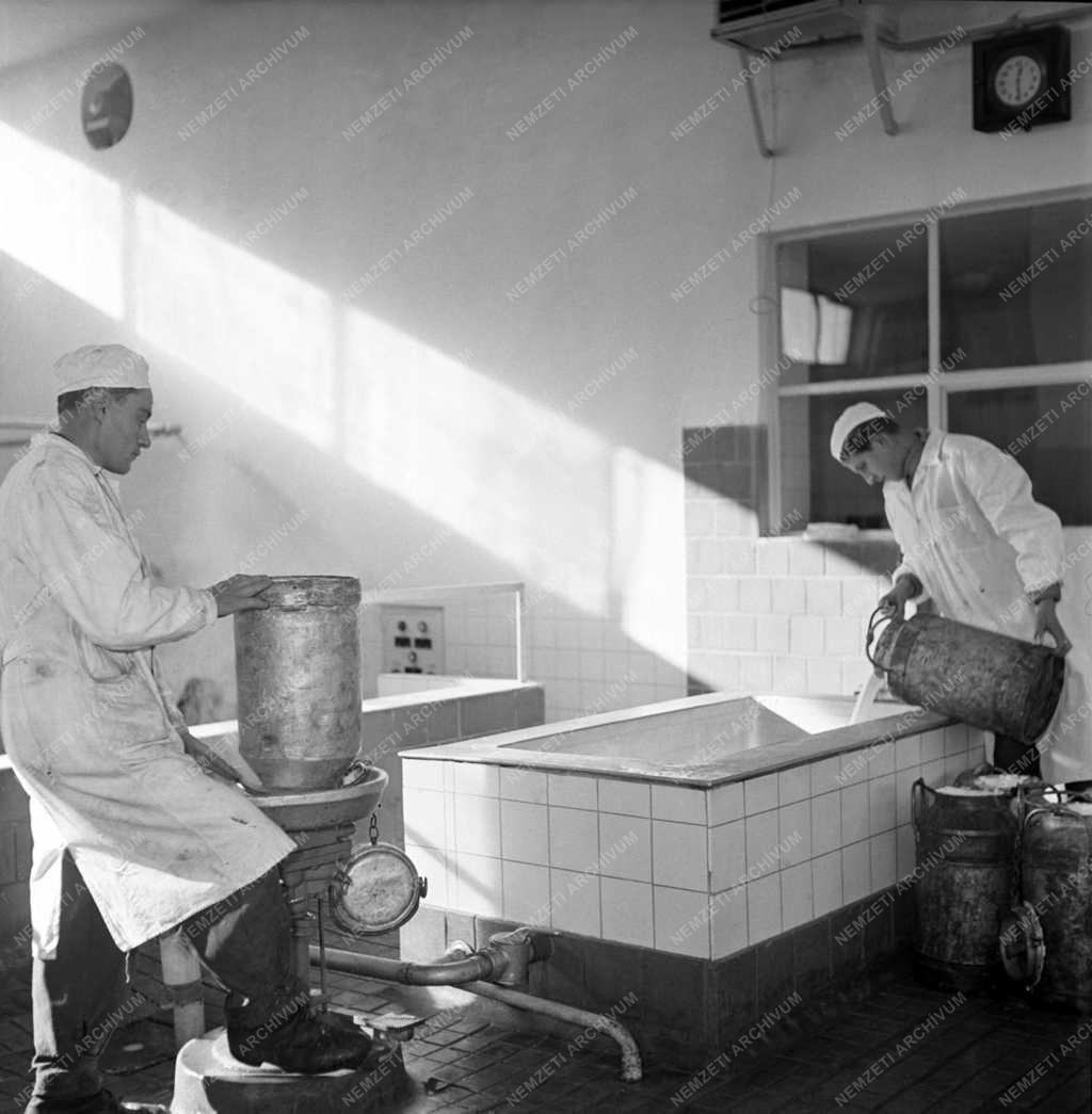 Mezőgazdaság - Tejipar - Bácsbokodi tejüzem