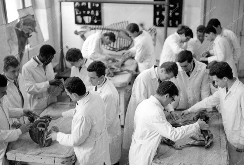 Oktatás - Állatorvostudományi Egyetem