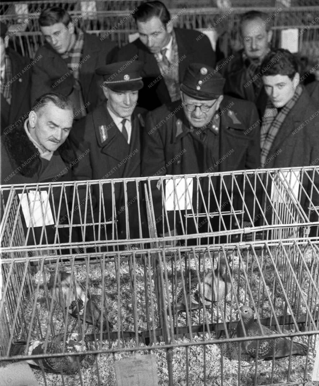 Szabadidő - Országos postagalamb kiállítás a Pataki István Művelődési Házban