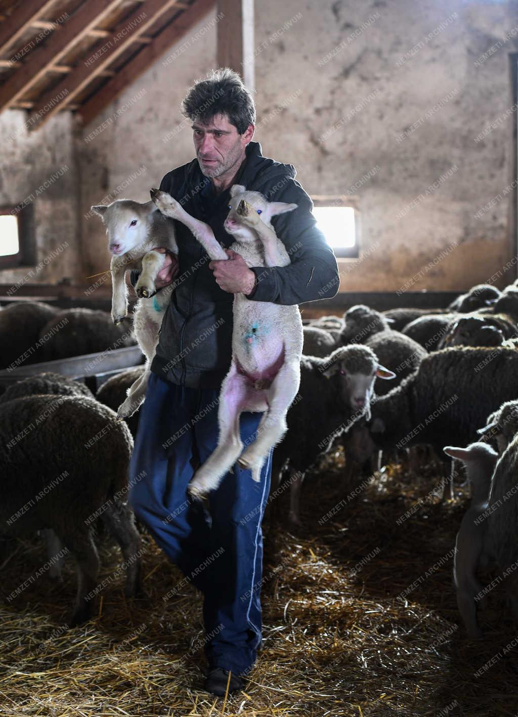 Állattartás - Hortobágy - Születnek a bárányok 