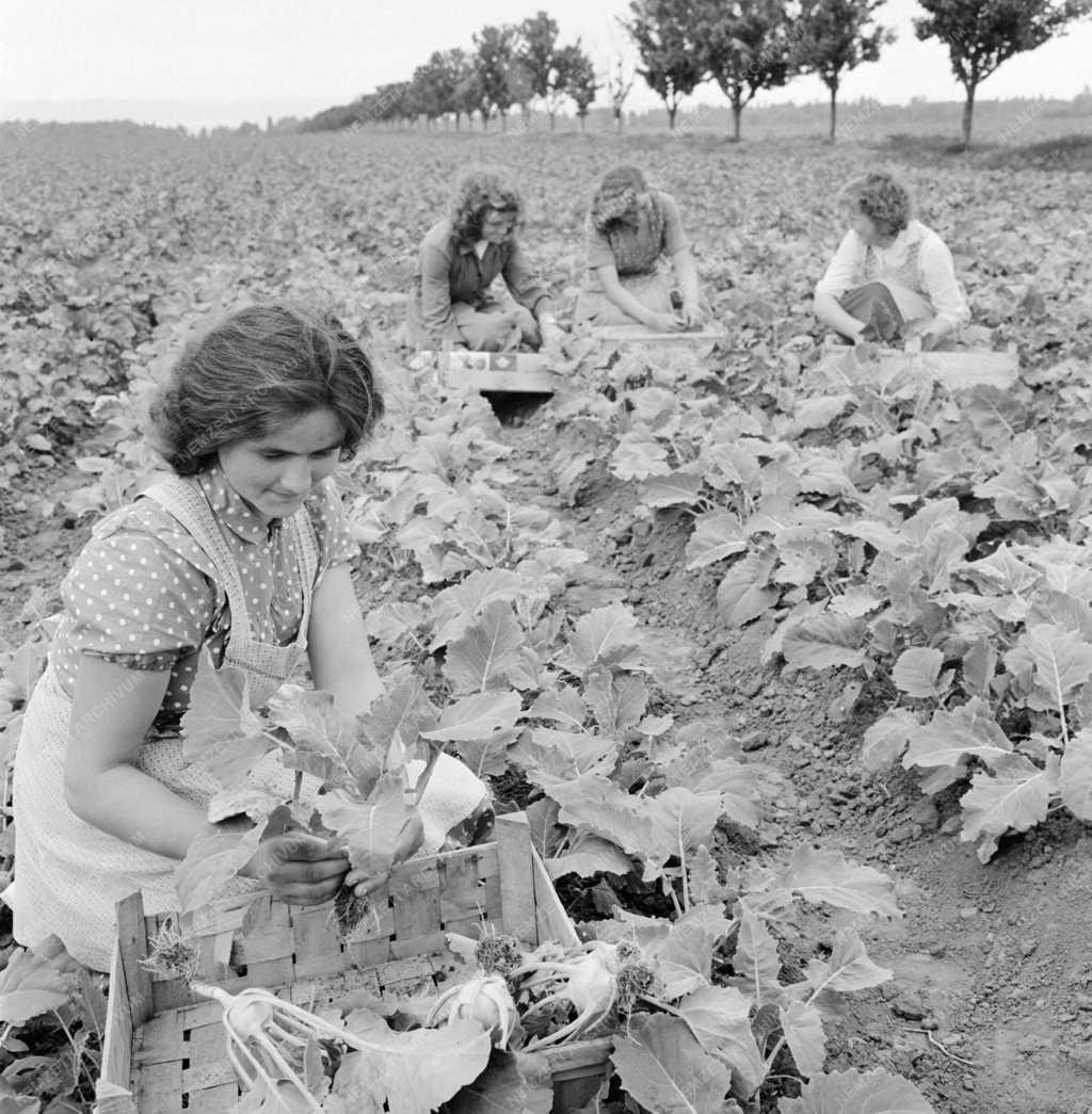 Mezőgazdaság - Karalábé betakarítás