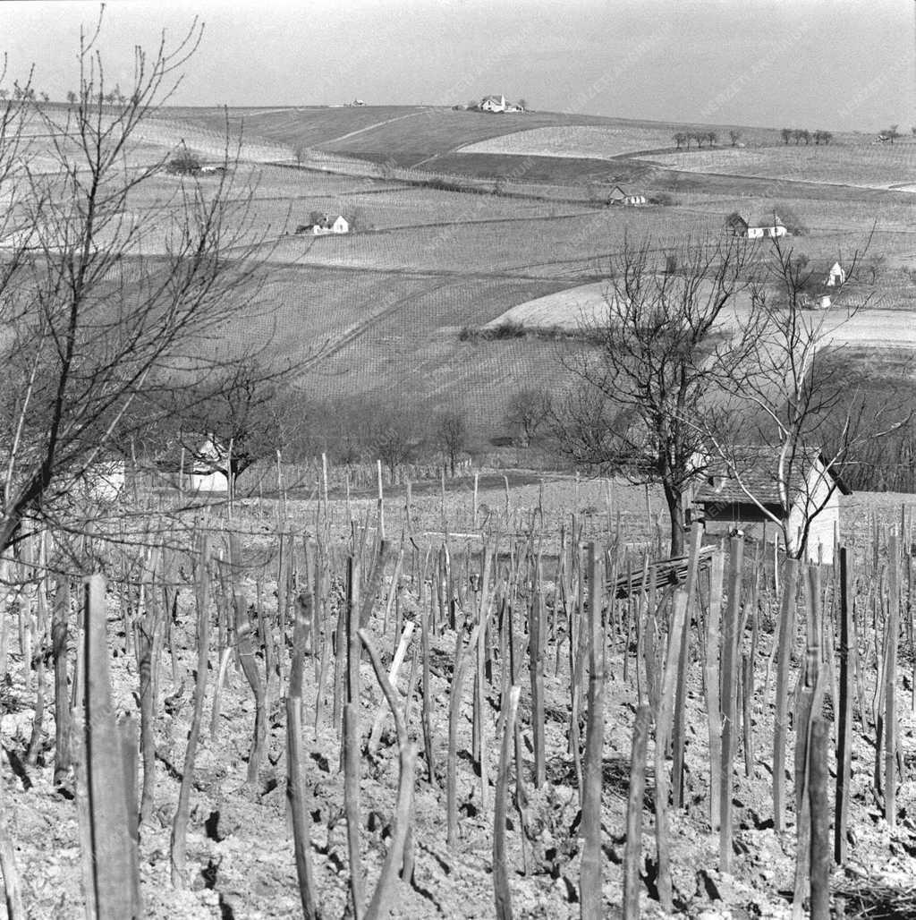 Villányi táj