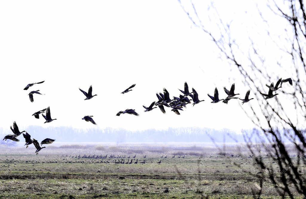 Természet - Hortobágy - Madárvonulás 