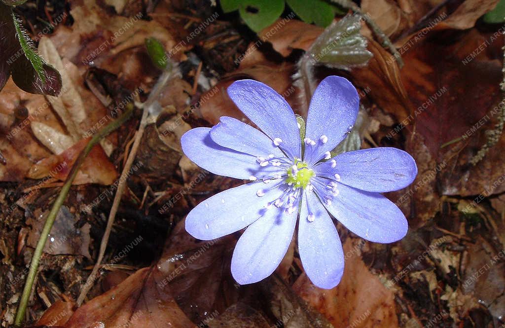 Természet - Gyergyószárhegy - Őszi erdei vadvirág
