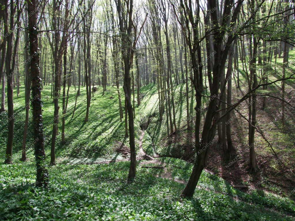 Természet - Mecseki erdőrészlet