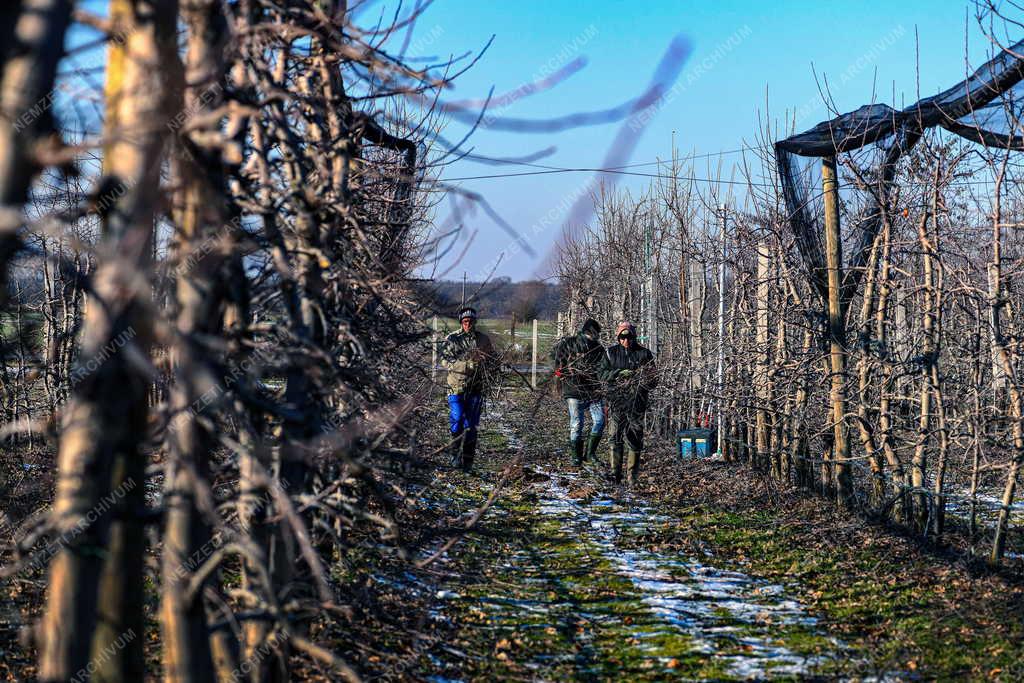 Mezőgazdaság - Metszik az almafákat Debrecen határában