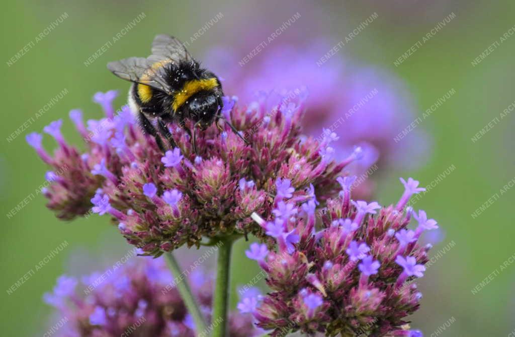 Természet - Budapest - Poszméh