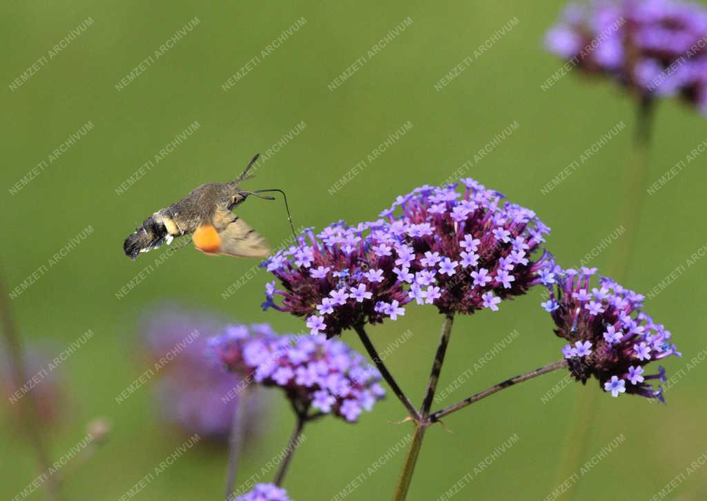 Természet - Budapest - Szenderlepke