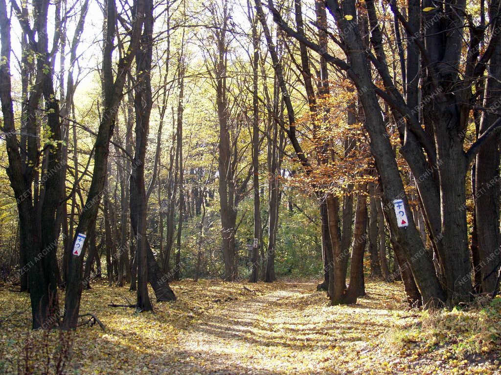 Természet - Ősz