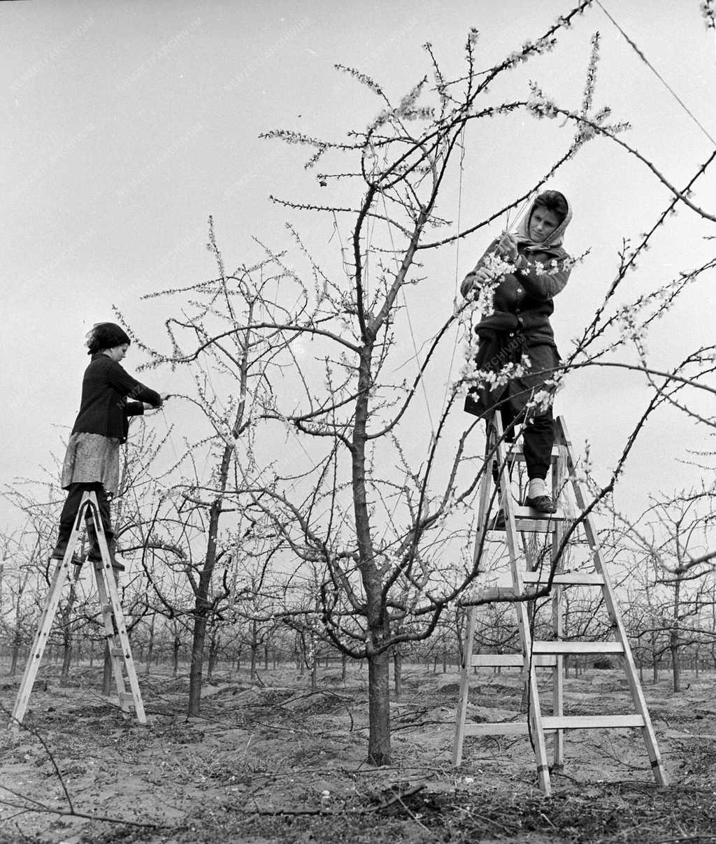 Mezőgazdaság - Gyümölcstermesztés